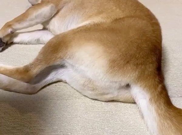 おしりをカットしてもらったりんご郎くん