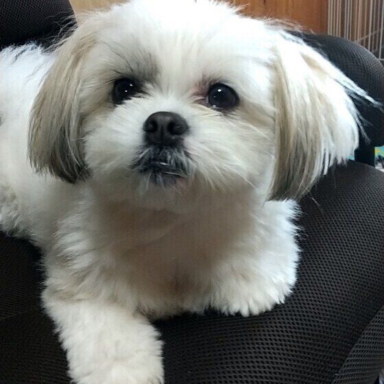 こちらをみつめるバムちゃん