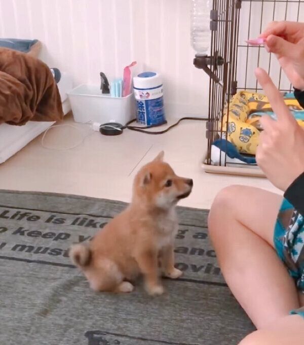 オスワリをするちくわくん