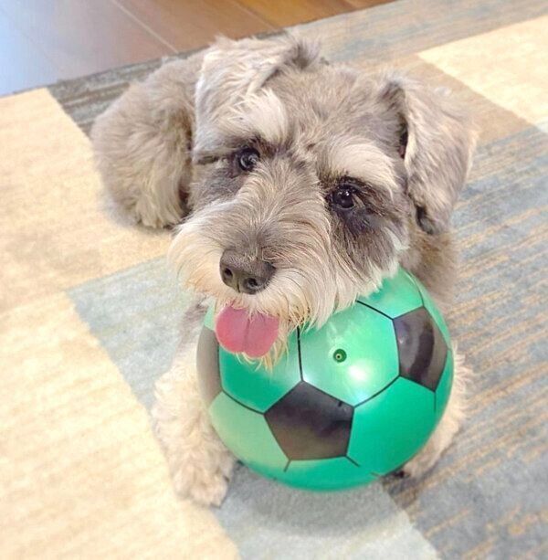 ボールを抱えるエルモくん