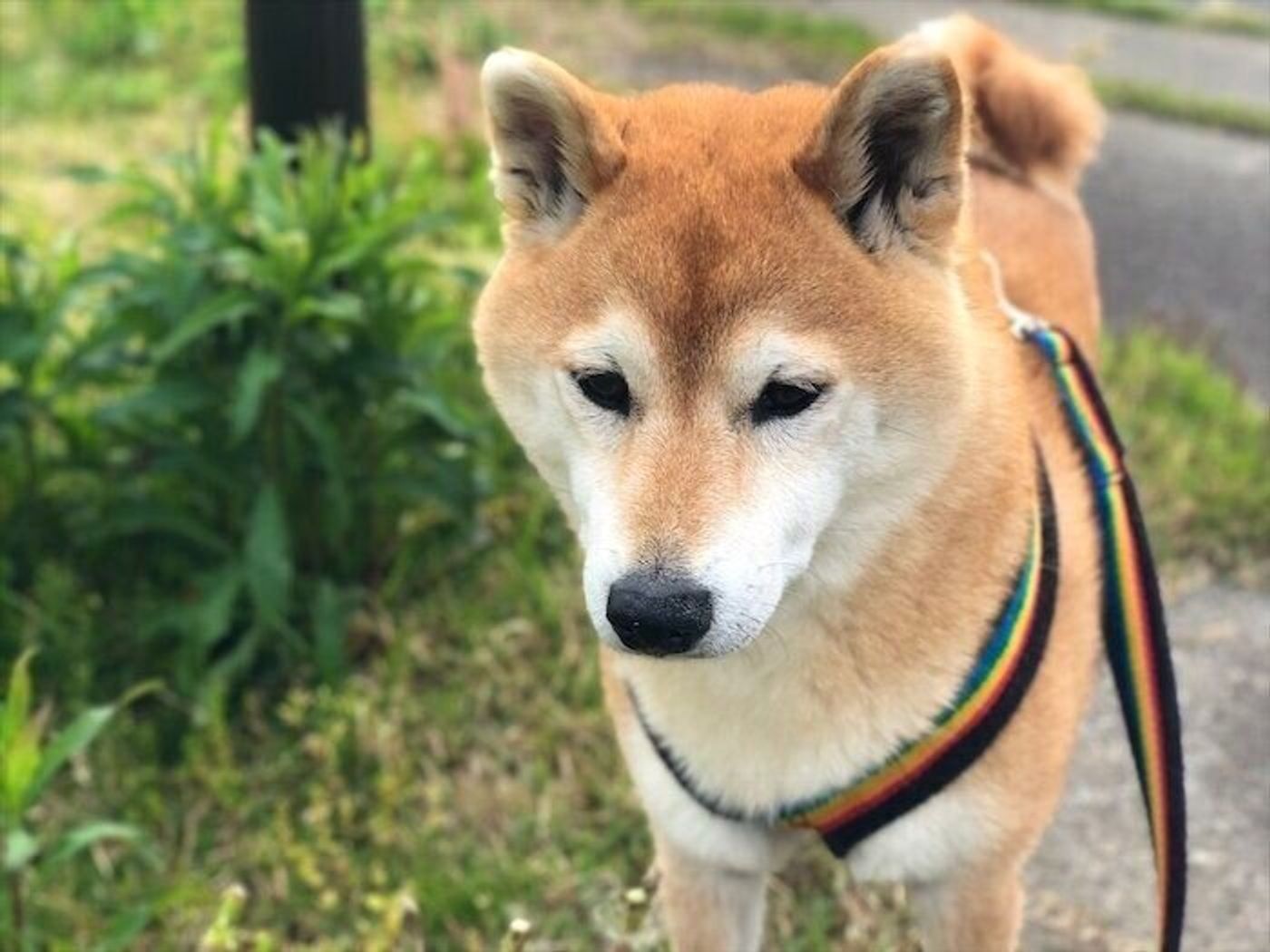 嫌いな音が増えた柴犬マロたん 夜落ち着かない時の対策は いぬのきもちweb Magazine 嫌いな音が増えた柴犬マロたん 夜落ち着かない時の対策は いぬのきもちweb Magazine
