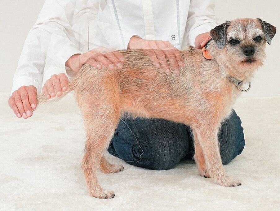 しっぽをなでられる犬