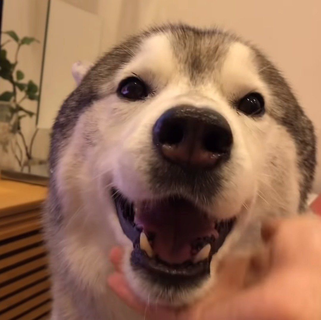 アゴもイイ！となった文太くん