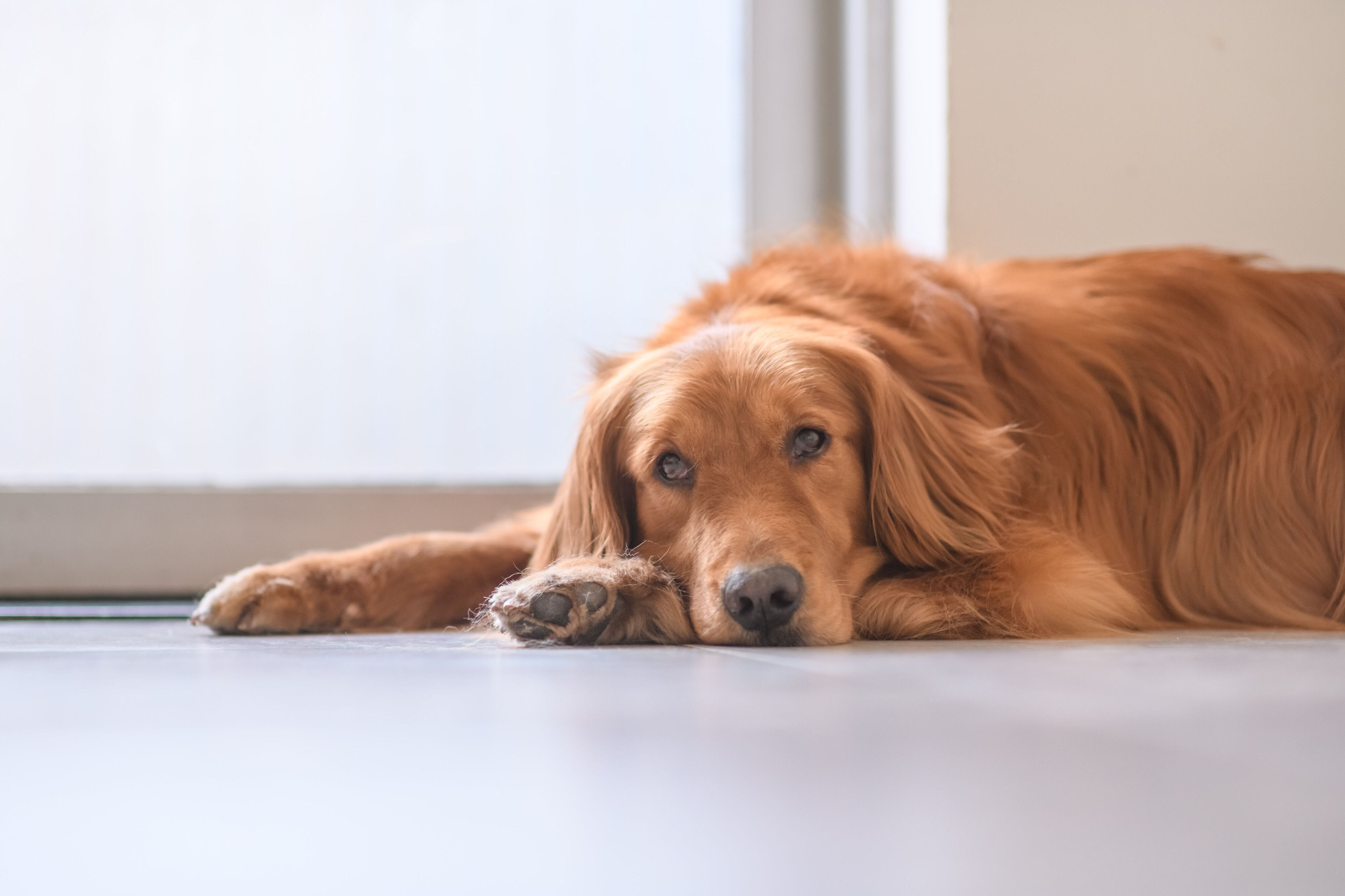窓辺の床に伏せる犬