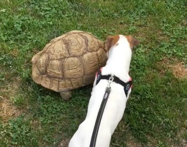 ジャック・ラッセル・テリアとリクガメ