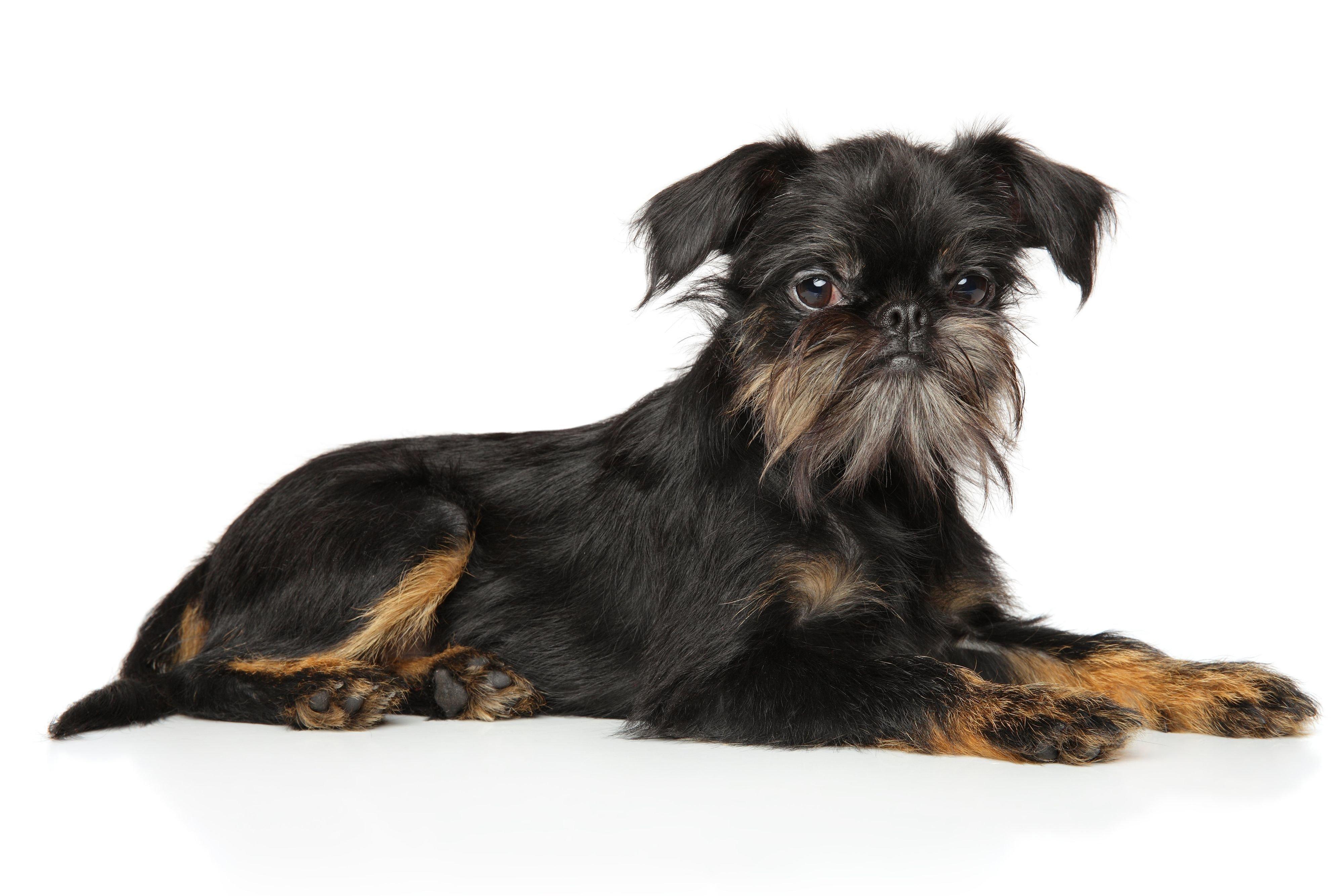 ベルジアン・グリフォン