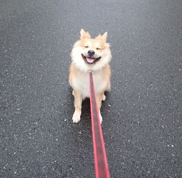 散歩拒否中のもなかちゃん