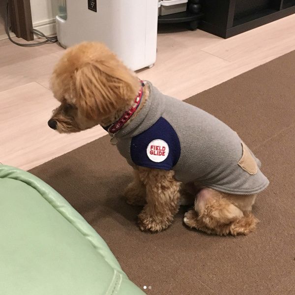 ご主人の帰りを待つ犬