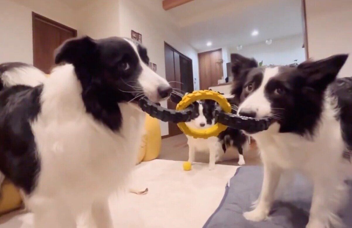 飼い主さんと遊びたい3頭