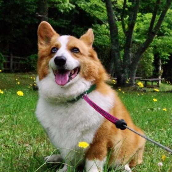 たんぽぽの野原とコーギー