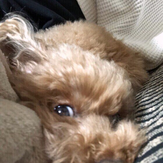 スキマに挟まるトイプードル