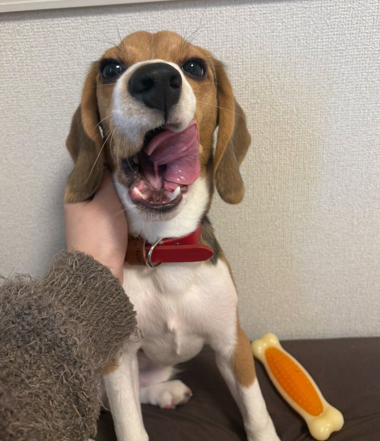 舌をぺろっとするぽぴいくん