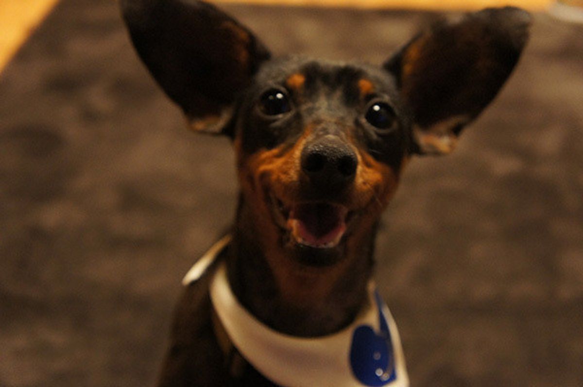 事故で亡くなるワンちゃんを減らしたいーー愛犬の死から 愛犬を守るリード開発 へ いぬのきもちweb Magazine 事故で亡くなるワンちゃんを減らしたいーー愛犬の死から 愛犬を守るリード開発 へ いぬのきもちweb Magazine