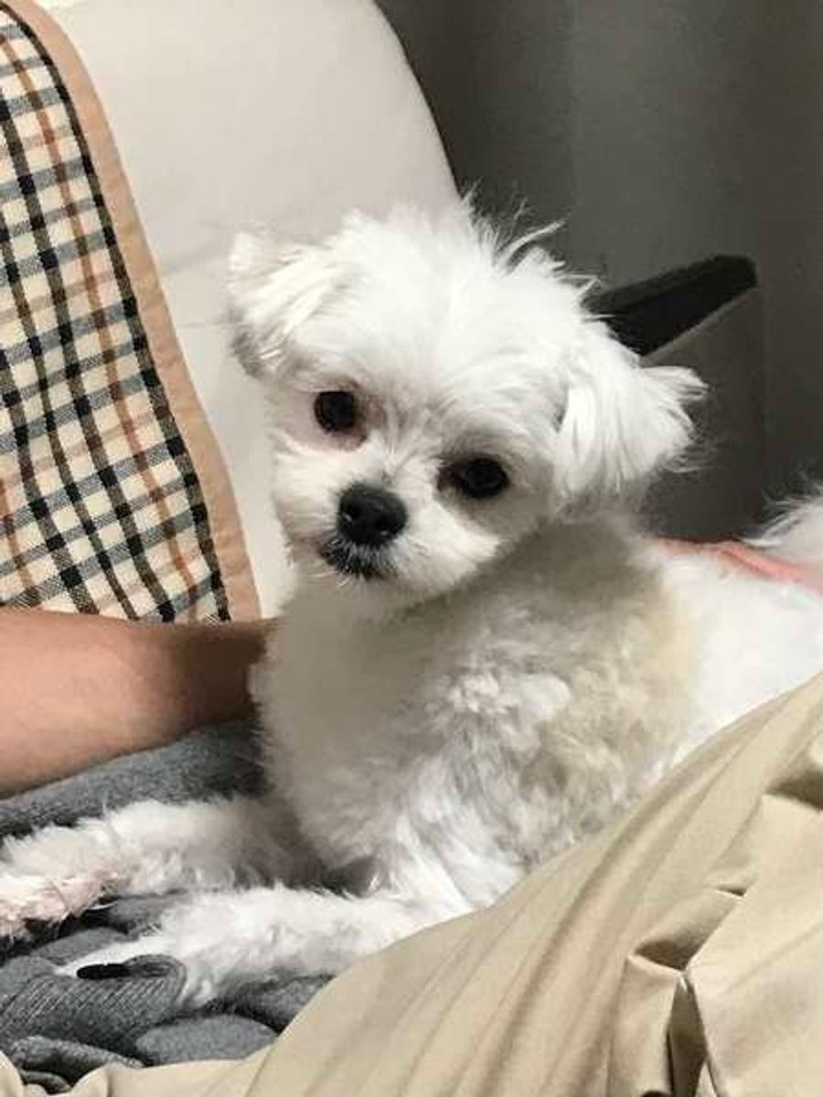 犬が服や洗濯物の上にのりたがる 可愛いすぎるワケ いぬのきもちweb Magazine 犬が服や洗濯物の上にのりたがる 可愛いすぎるワケ いぬのきもちweb Magazine