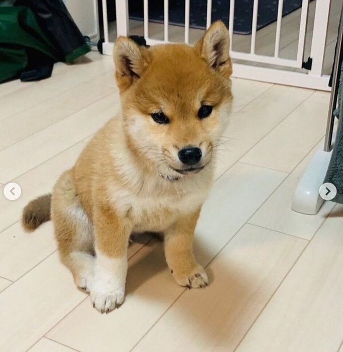 生後3カ月のころに撮影したゴンくん