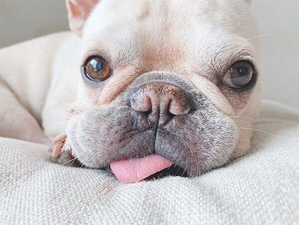 ベロを見せるれおんくん