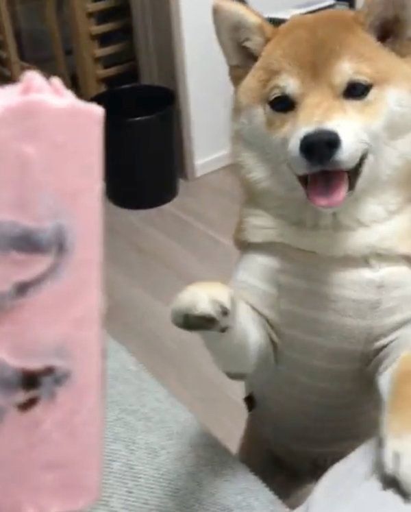 アイスが欲しい豆柴