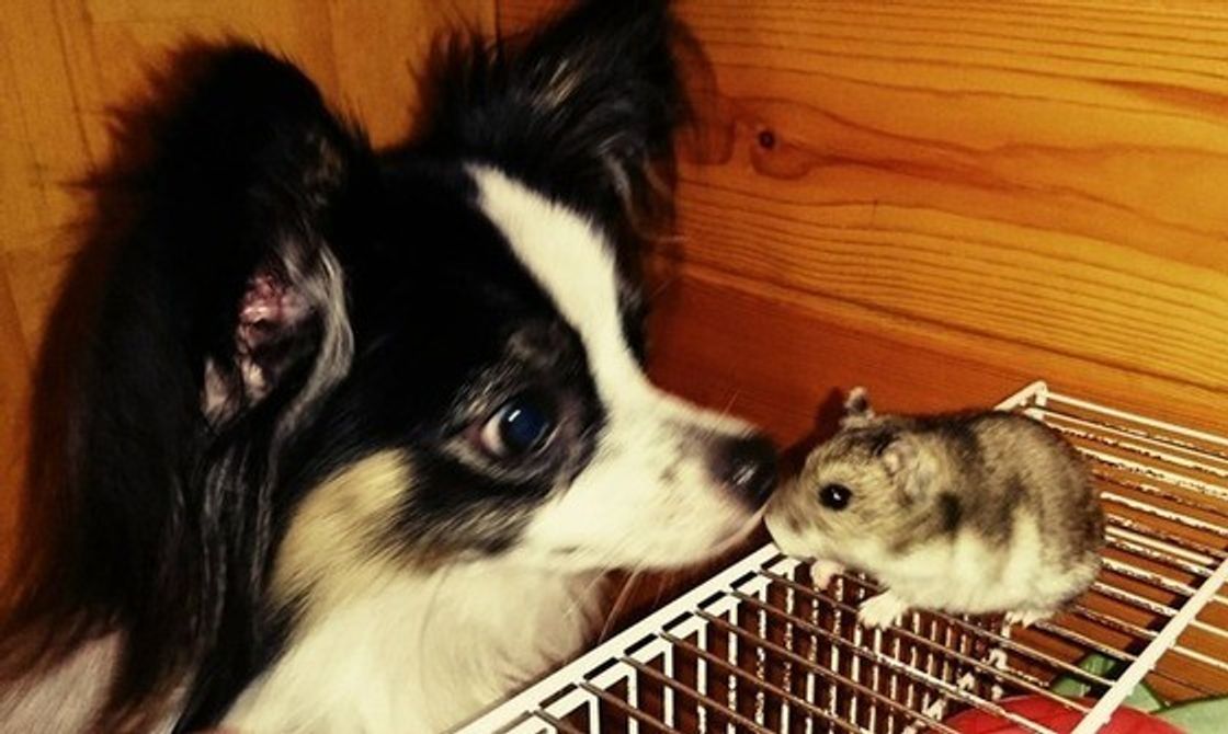 猫 ハムスター ウサギ 犬との 相性 って 正直どうなの いぬのきもちweb Magazine 猫 ハムスター ウサギ 犬との 相性 って 正直どうなの いぬのきもちweb Magazine