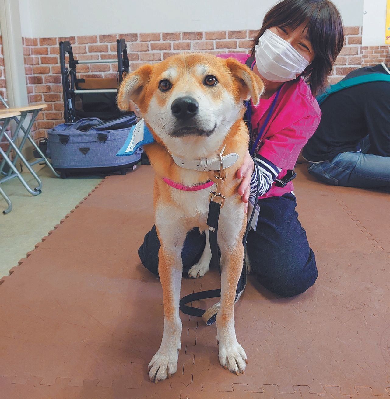 譲渡会に初めて参加したリクくん（推定１～２才）。預かり先のボランティアさんといっしょなのでリラックスした表情に