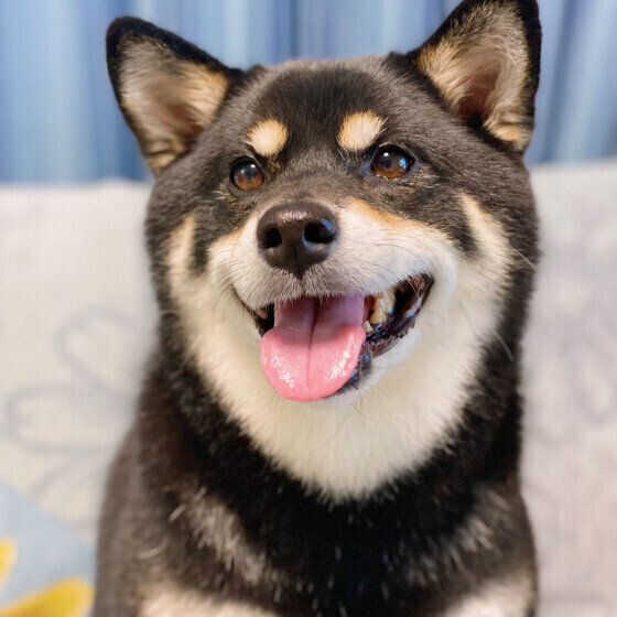 犬の毛艶や毛並みが悪くなったときに考えられることとは いぬのきもち