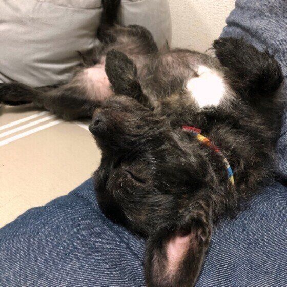 MIX　福　ヘソ天