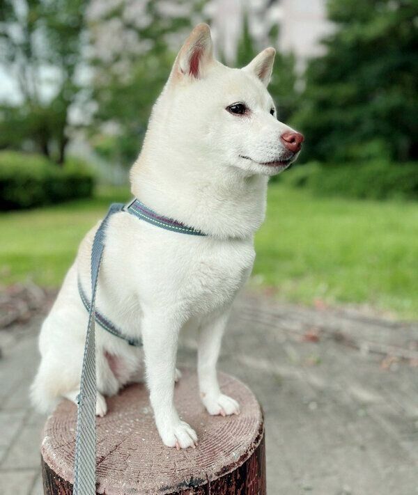 散歩するゆきちゃん