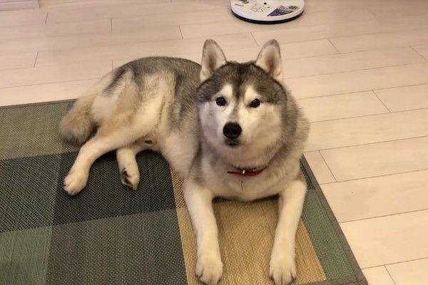 シベリアン・ハスキー