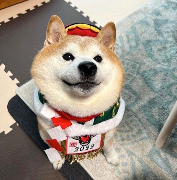 お正月のポン太くんの様子