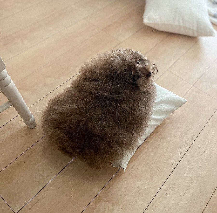 クッションの上のちろるちゃん