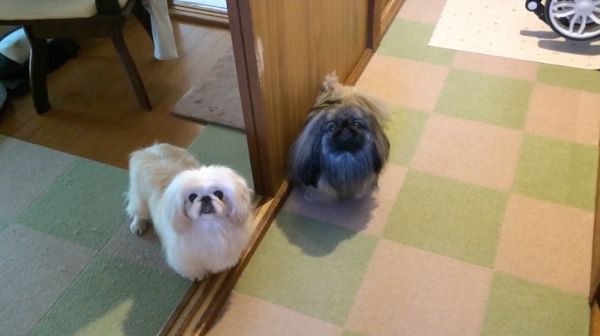 見つめるペキニーズ