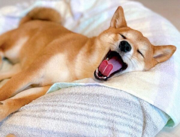 あくびをするぽたちゃん