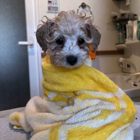 トイ・プードル