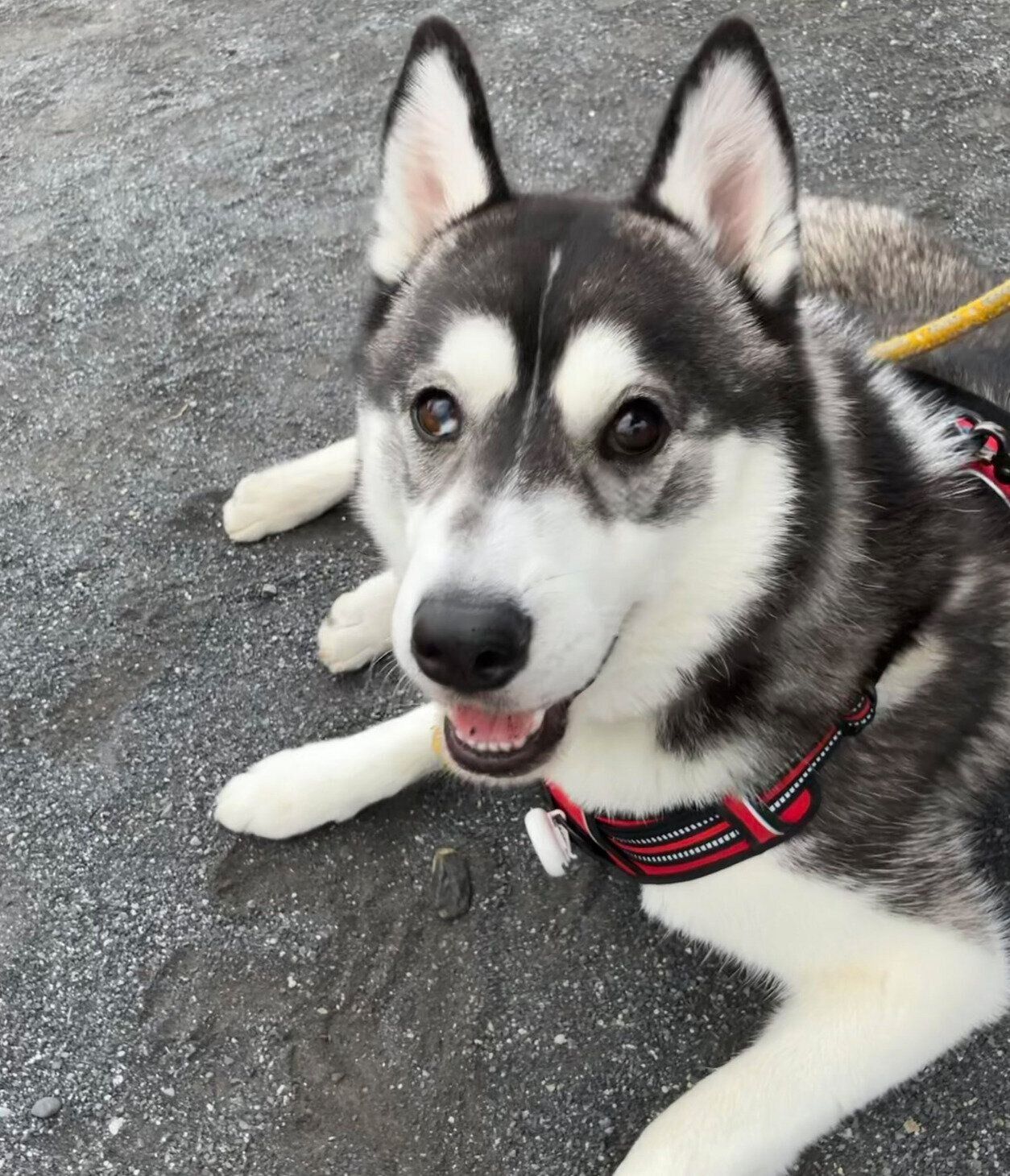 散歩を楽しむ銀慈くん