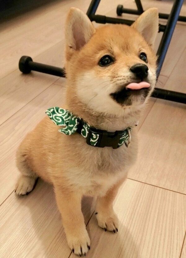 舌をペロッとさせるぽん太くん