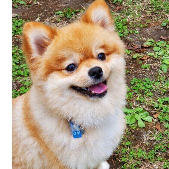 ポメラニアンのムギくん