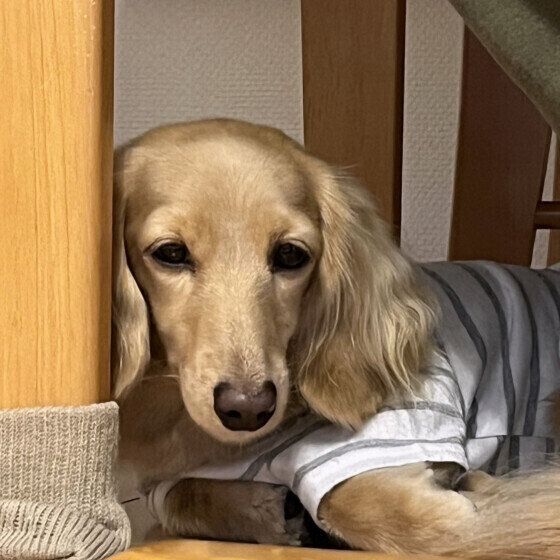 反省中のミニチュア・ダックスフンド