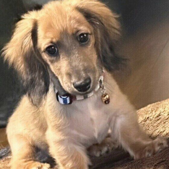 ミニチュア・ダックスフンドのさすけくん