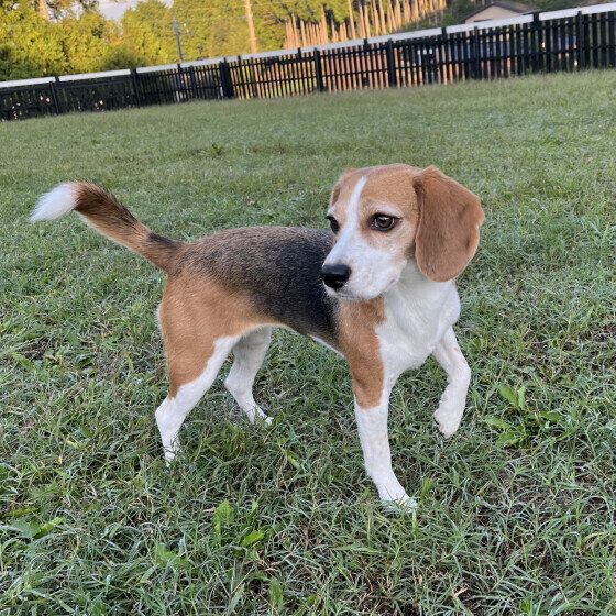 犬の身体能力ってこんなにスゴイ！ 犬の驚くべき身体能力の特徴とは いぬのきもち