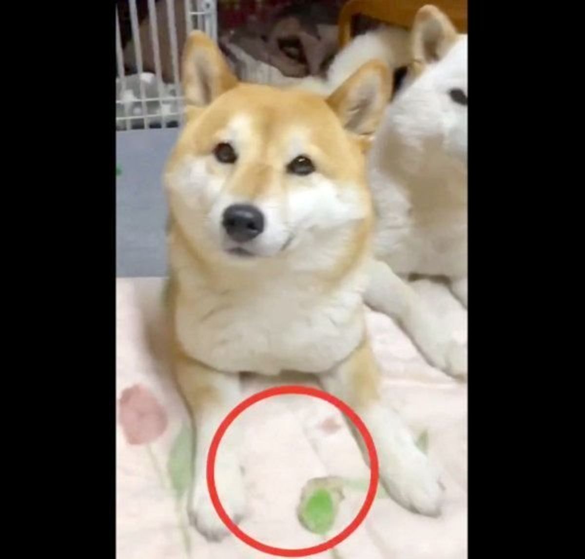 嫁柴からおもちゃをしれっと奪う旦那柴 その動きが自然すぎて笑える いぬのきもちweb Magazine 嫁柴からおもちゃをしれっと奪う旦那柴 その動きが自然すぎて笑える いぬのきもちweb Magazine