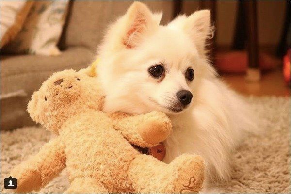 ぬいぐるみとポメラニアン