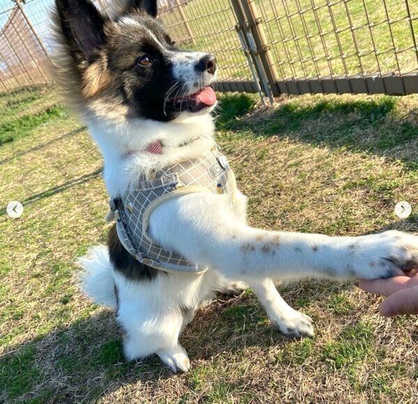 ドッグランを楽しむぴーたくん