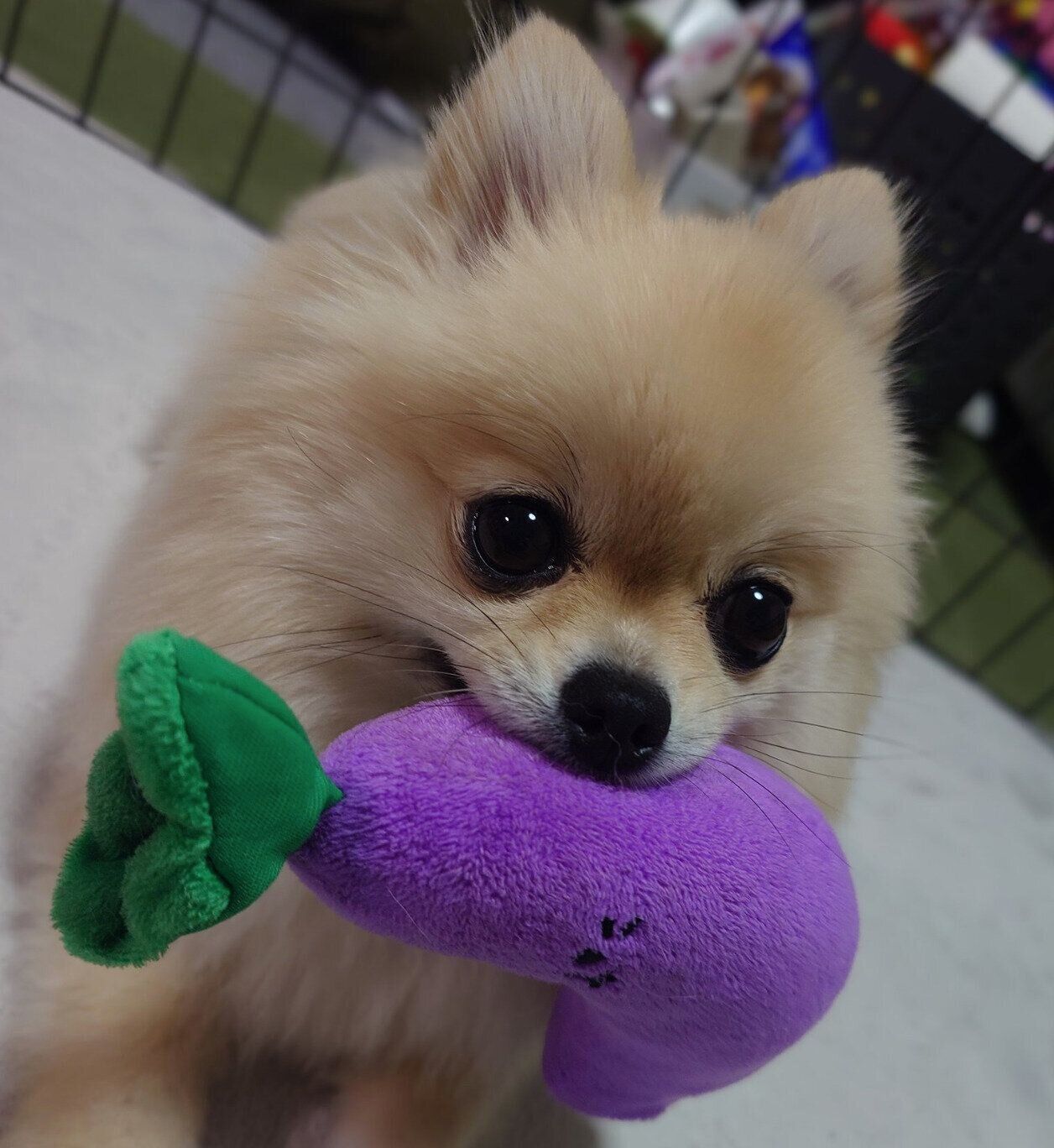 ナスのおもちゃをくわえるはるちゃん