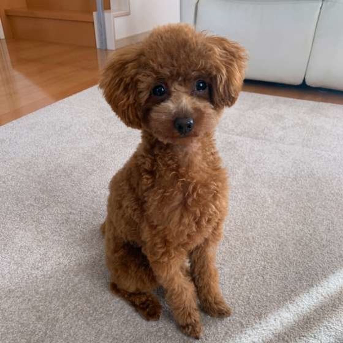 ご近所で犬の 騒音トラブル に 経験者が明かした解決法とは いぬのきもちweb Magazine ご近所で犬の 騒音トラブル に 経験者が明かした解決法とは いぬのきもちweb Magazine