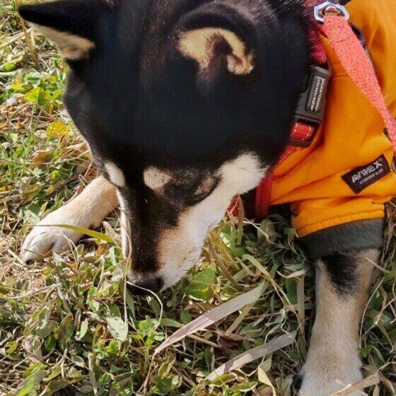 柴のまろちゃん♪