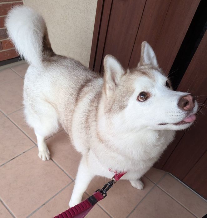 雨でお散歩が短くなっても「りんごは欠かさない」と飼い主さん。