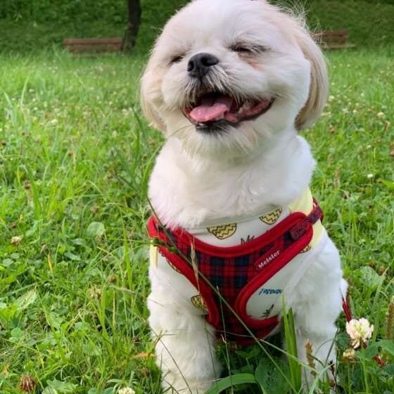 散歩するシー・ズー