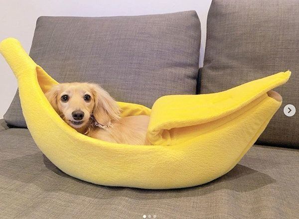 バナナベッドに入るアムちゃん