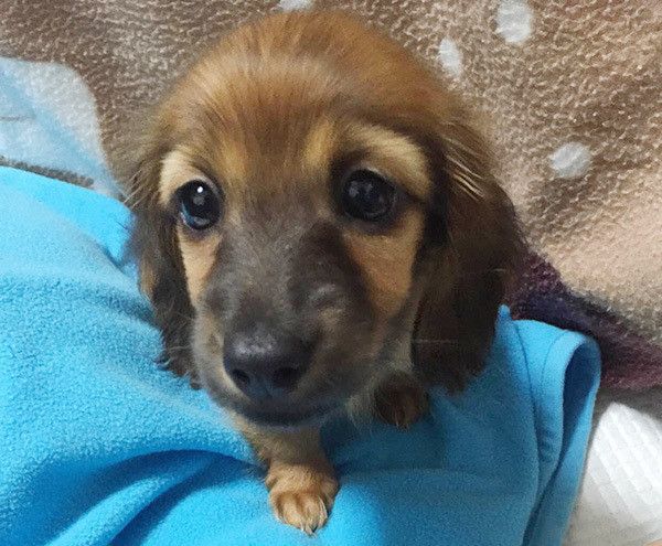 見つめるミニチュア・ダックスフンド