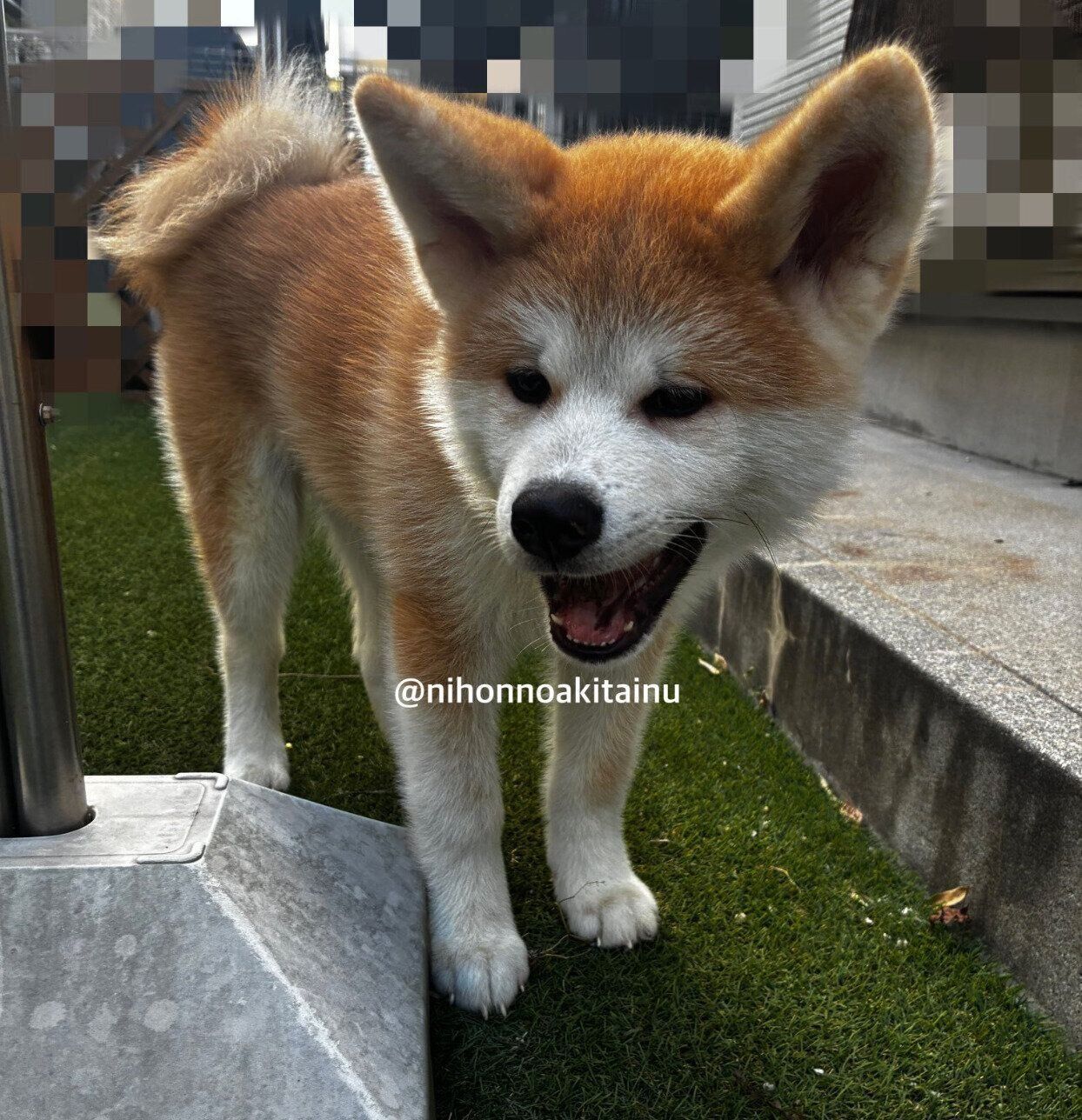 庭で遊ぶムクくん