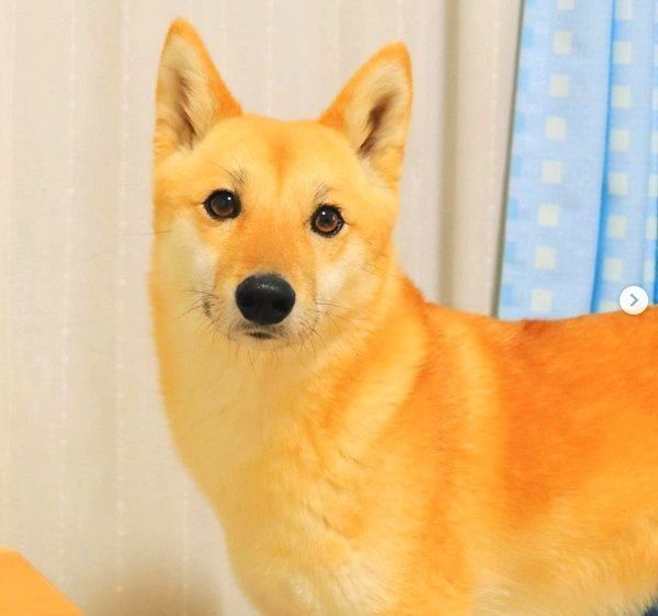 MIXのすずちゃん